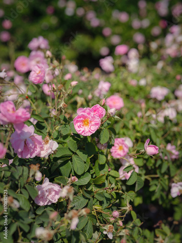 Field of roses in sunny summer day