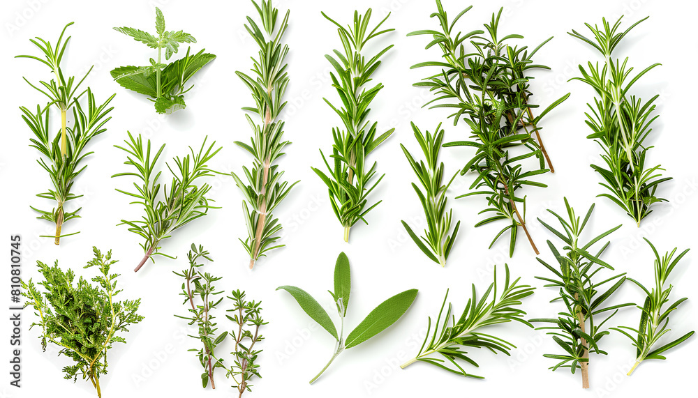 Set with fresh rosemary isolated on white Set with fresh rosemary isolated on white