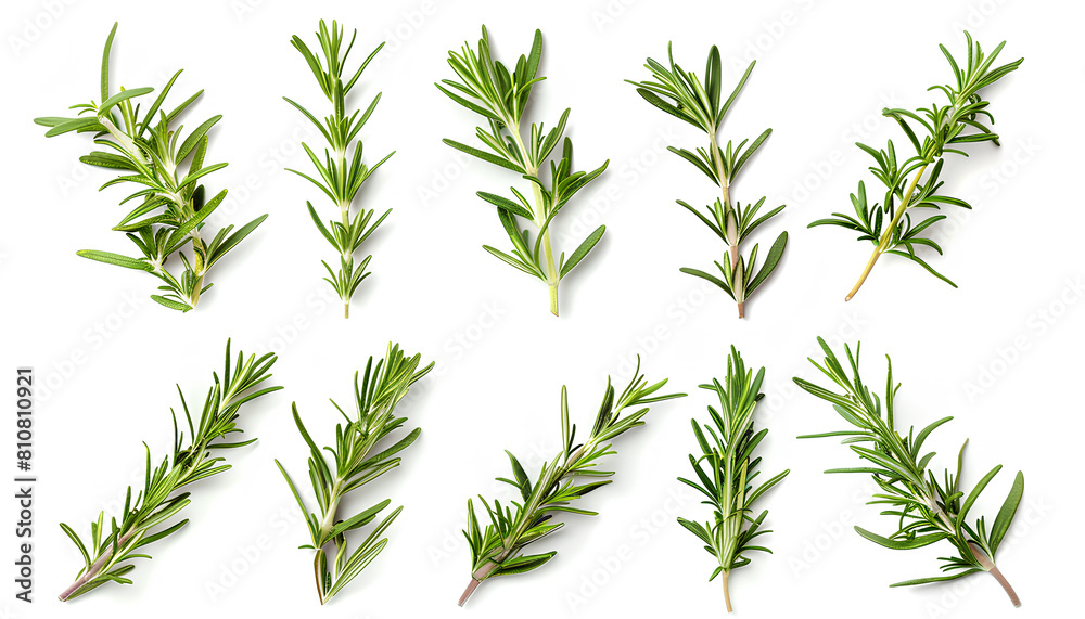 Obraz premium Set with fresh rosemary isolated on white