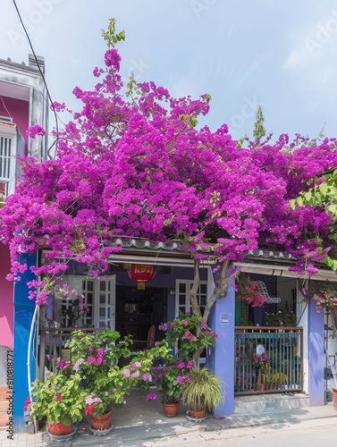 A cozy blue house is almost hidden by the lush purple canopy of blooming bougainvillea  exuding rustic charm