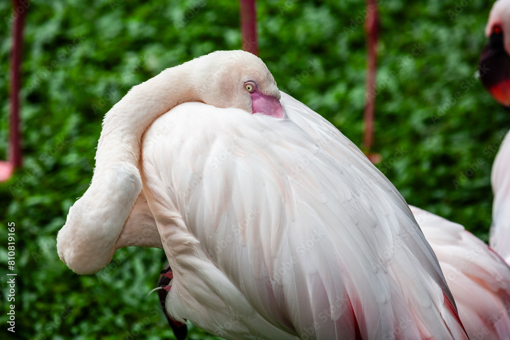 Fototapeta premium Flamboyance of flamingoes
