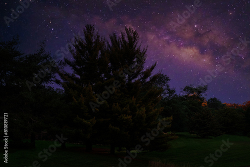 Stars in the Sky at Night over the Trees of a Pine Forest