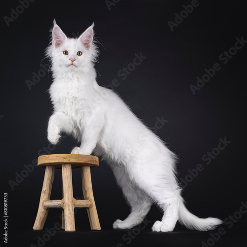 Snow white Maine Coon cat kitten, standing side ways elegant with fromt paw on little wooden stool. Looking straight to camera with sweet expression. Isolated on a black background. photo