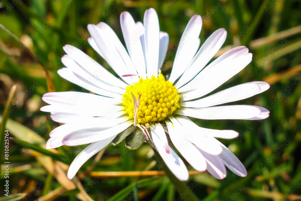 Obraz premium Close-up of a daisy flower