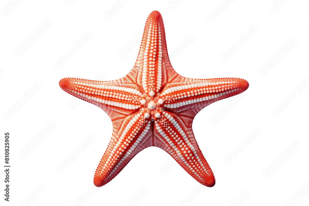 A close up of a red starfish with white spots. The starfish is the center of attention and the white spots add a sense of contrast and detail to the image A close up of a red starfish with white spots. The starfish is the center of attention and the white spots add a sense of contrast and detail to the image