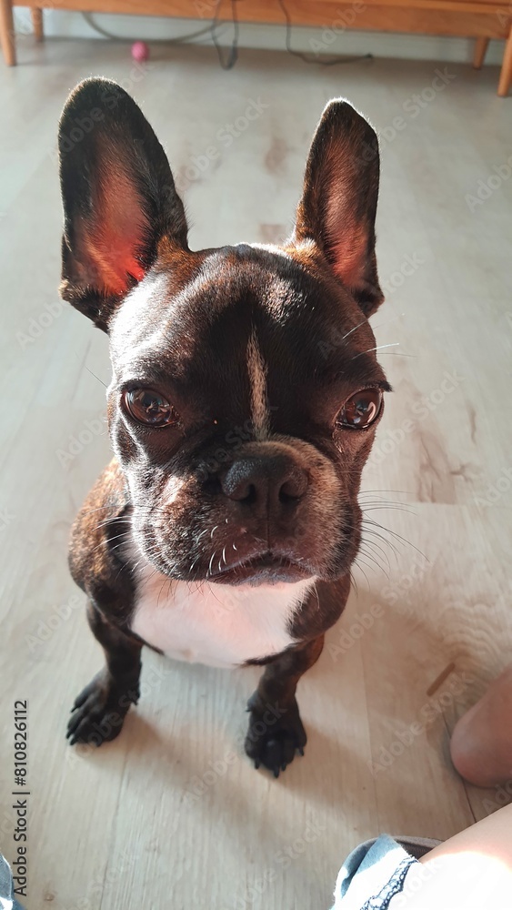 dog, bulldog, french bulldog, french, pet, puppy, animal, cute, breed, portrait, funny, adorable, doggy, pedigree