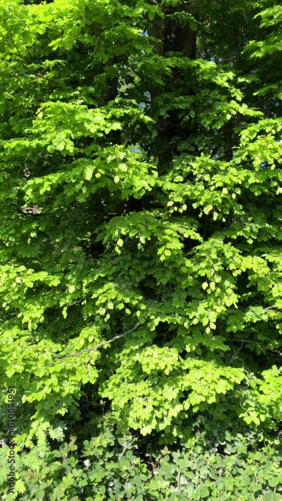Trees with green lush foliage and leaves in a forest, tree trunks and branches, natural wilderness, vertical video
Trees with green lush foliage and leaves in a forest, tree trunks and branches, natural wilderness, vertical video