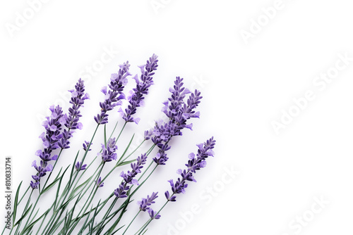 Lavender flowers on white background  copy space.