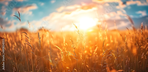 beautiful golden field landscape