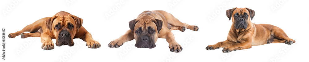cutout mastiff, dog, collection portrait fun cutout mastiff, dog, collection portrait fun