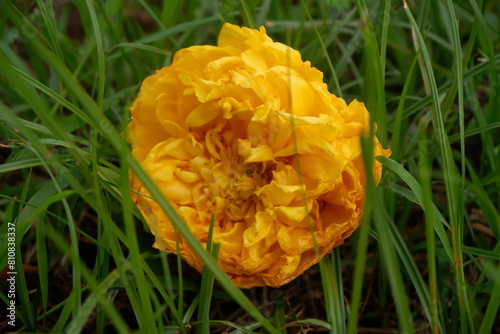 Close up of a single yellow silk flower on the green grass