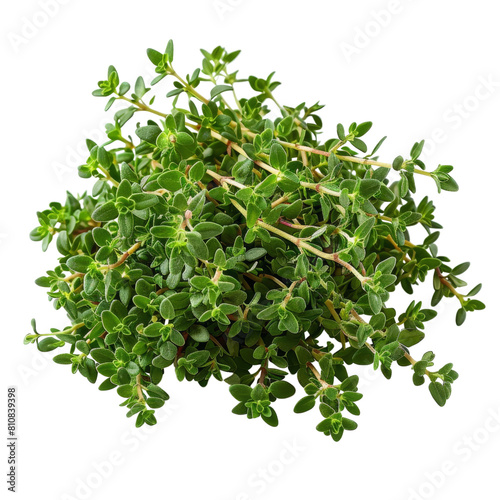 A photo of Thyme, Isolated on white background photo