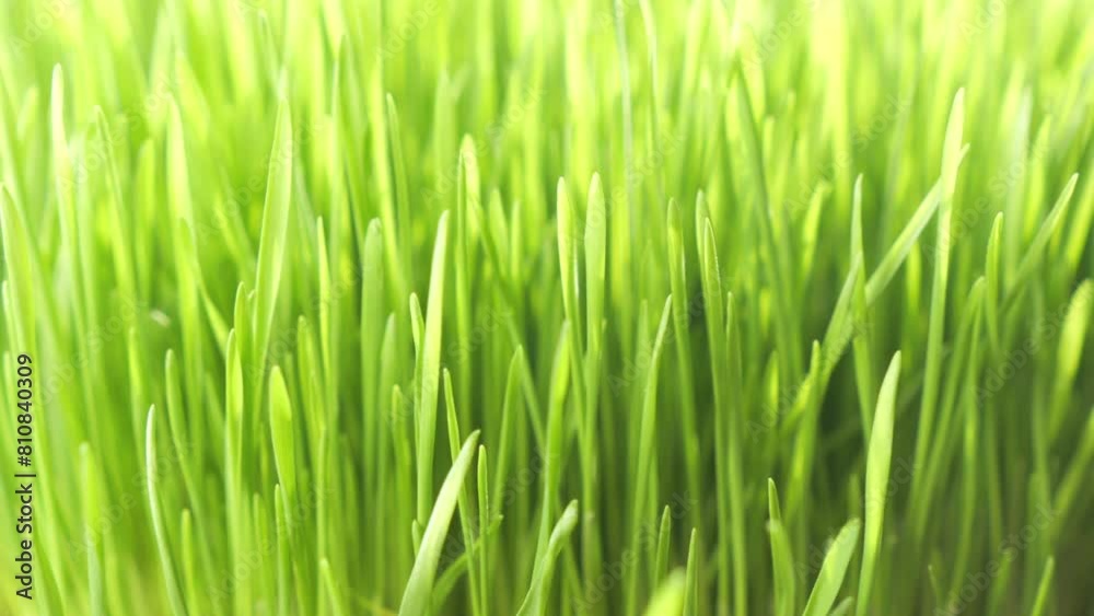Lush green grass. Spring morning in nature, sun breaks through the stalks of grass. 4K Lush green grass. Spring morning in nature, sun breaks through the stalks of grass. 4K