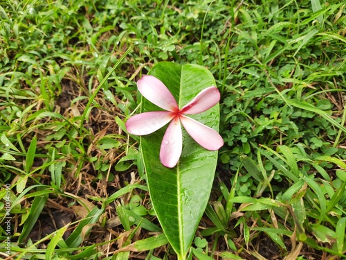 Plumeria rubra flower. It  is a deciduous plant species belonging 
Its other names names frangipani,red paucipan,red jasmine, red frangipani,common frangipani, temple tree, calachuchi, simply plumeria photo