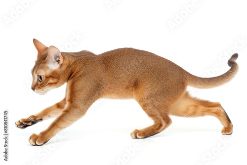 An Abyssinian cat in a dynamic pose  exploring  isolated on a white background