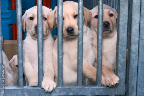 Three light-blonde Labrador puppies are standing behind a kennel gate, waiting for their food.