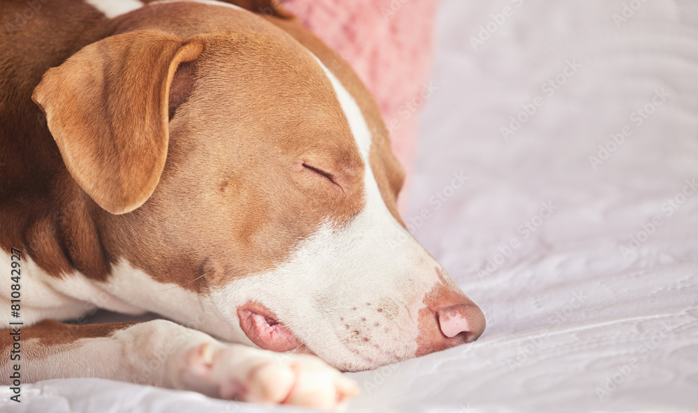 Dog, sleeping and tired animal in a bedroom with pitbull, pet and rescue in a bed with nap in the morning. Home, fatigue and relax foster in a house with comfort on a duvet and blanket with rest Dog, sleeping and tired animal in a bedroom with pitbull, pet and rescue in a bed with nap in the morning. Home, fatigue and relax foster in a house with comfort on a duvet and blanket with rest