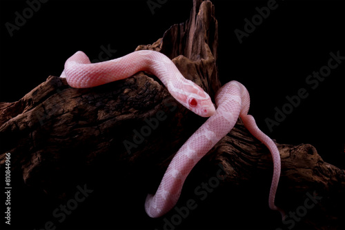 Foto Corn snake on wood isolated on black background, baby red rat snake (Pantherophi
