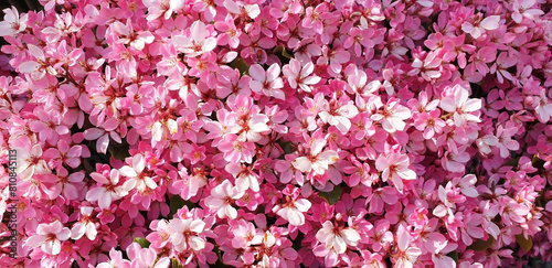 Background of pink flowers rhododendron or kalanchoe. Panorama. photo