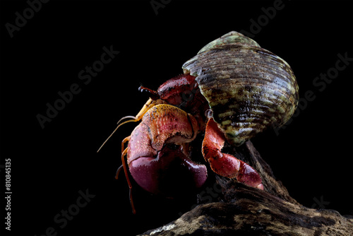 hermit crab crawling on wood, Coenobita clypeatus	 photo