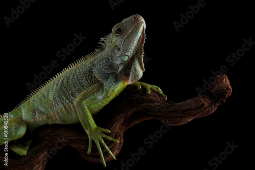 green iguana isolated on black background