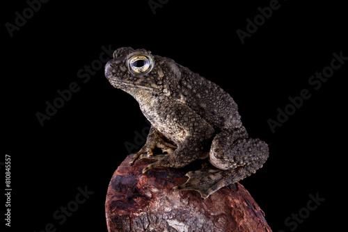 Asian giant toad isolated on black background, Phrynoidis asper on rock