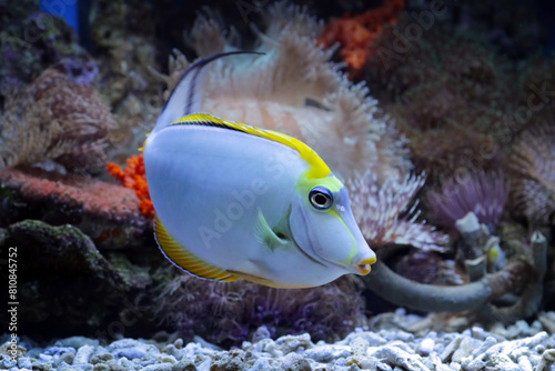marine fish on the coral reefs