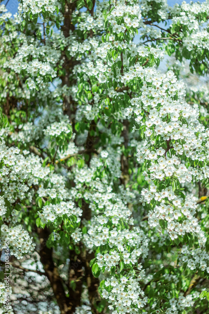 Blooming pear tree. Close up of white flowers on a pear tree Blooming pear tree. Close up of white flowers on a pear tree