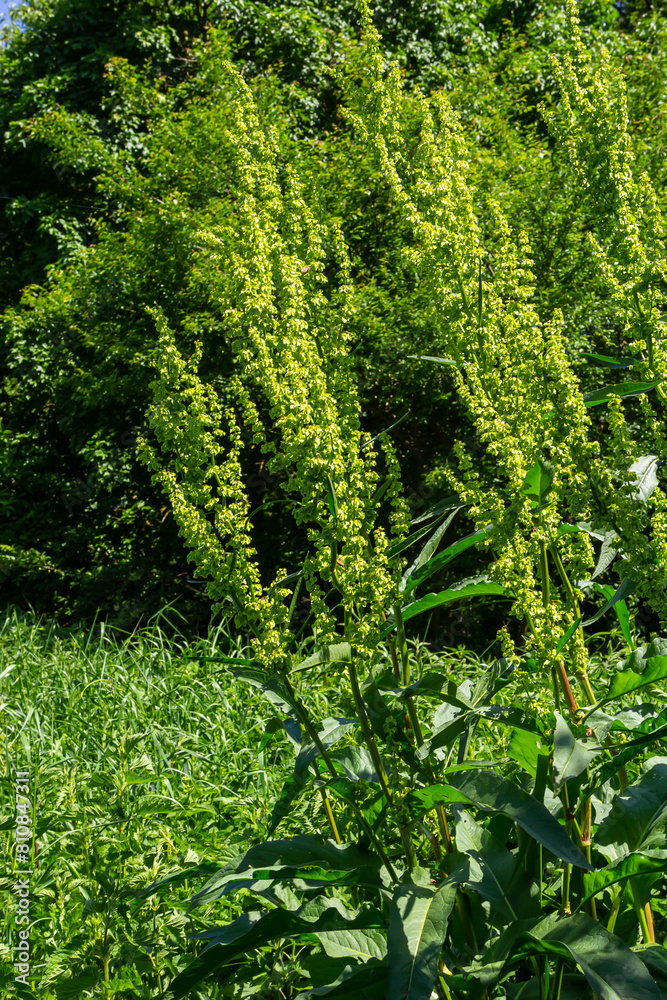 Fototapeta premium Part of a sorrel bush Rumex confertus growing in the wild with dry seeds on the stem