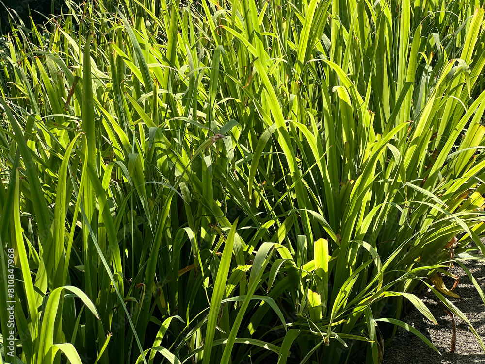 Obraz premium Green grass fields in garden with sunlight, plants background