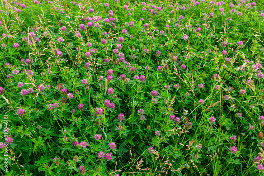 This is the wildflower Trifolium alpestre, the Purple globe clover or Owl-head clover, from the family Fabaceae