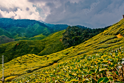 Camron Highlands Tea Farms (Malaysia) photo