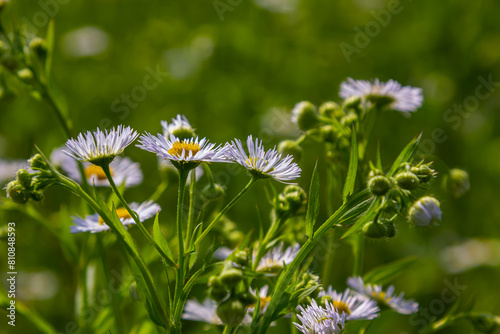 Erigeron annuus known as annual fleabane, daisy fleabane, or eastern daisy fleabane photo