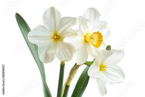 Three beautiful flowers in a vase, perfect for home decor