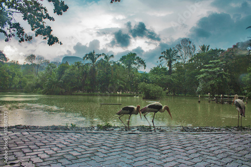Photography Birds at Zoo Negara, Kuala Lumpur, Malaysia