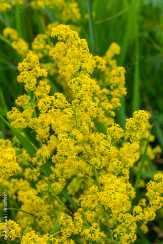 Galium verum, lady's bedstraw or yellow bedstraw low scrambling plant, leaves broad, shiny dark green, hairy underneath, flowers yellow and produced in dense clusters