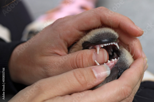 Labrador puppy's teeth. The puppy's teeth are being inspected. Sharp teeth.