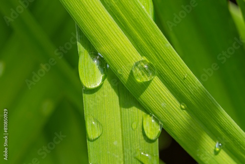 Gocce d'acqua sull'erba photo