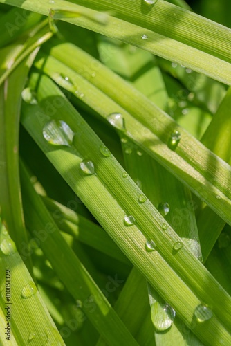 Gocce d acqua sull erba