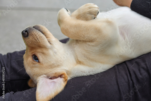 The blonde Labrador puppy is lying relaxed on his back with his front paws crossed. His belly is being massaged.