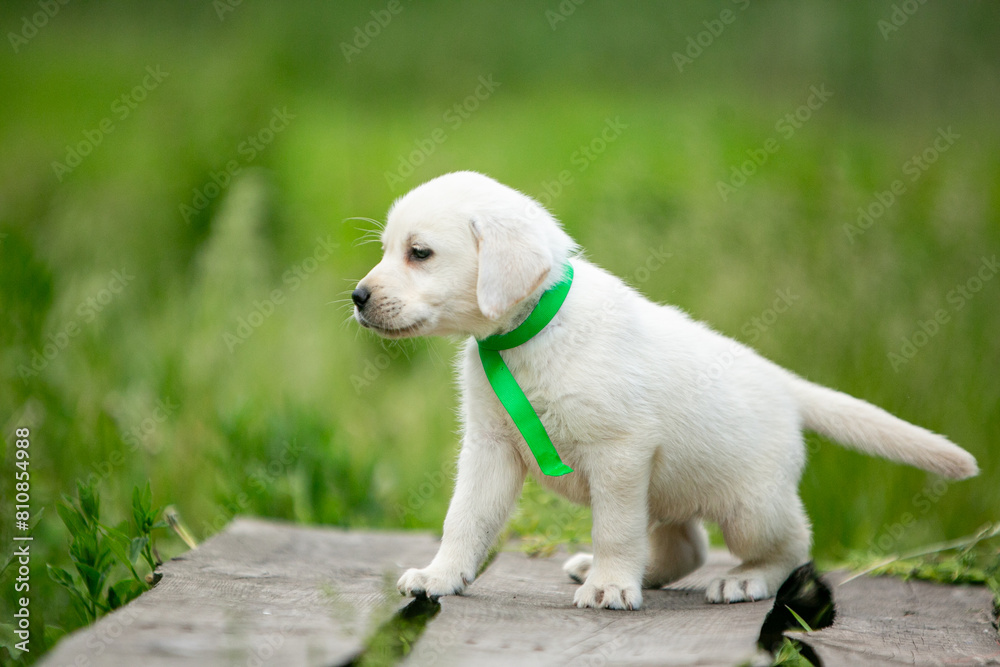 labrador retriever puppy on green grass