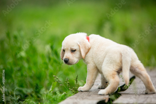 labrador retriever puppy on green grass © Keit
