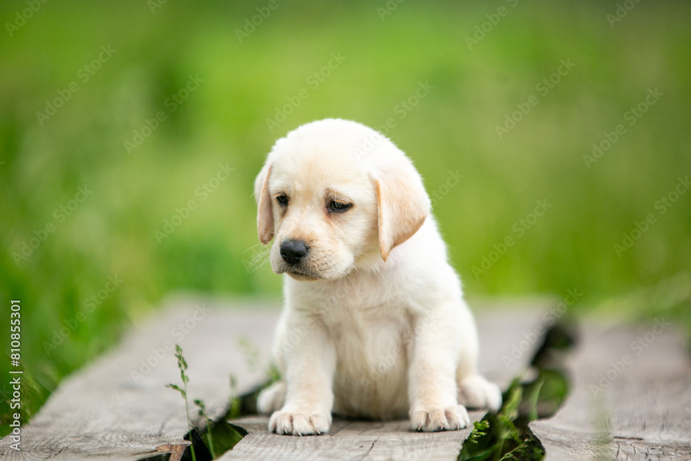 labrador retriever puppy on green grass labrador retriever puppy on green grass