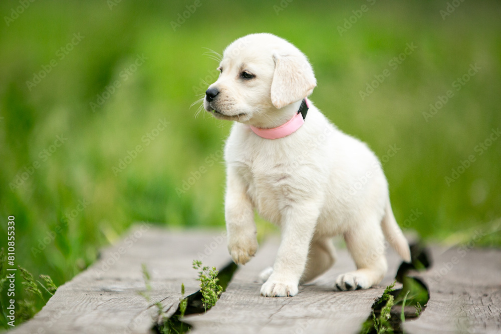labrador retriever puppy on green grass labrador retriever puppy on green grass