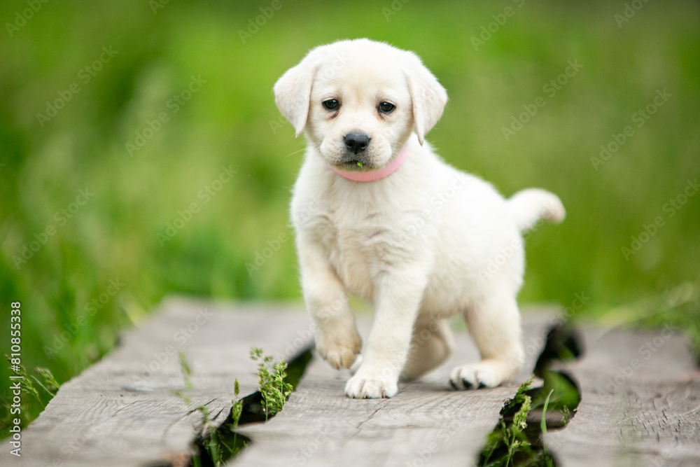 labrador retriever puppy on green grass labrador retriever puppy on green grass