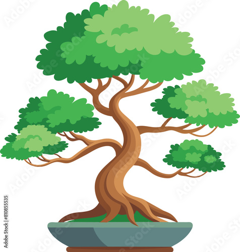 juniper bonsai tree vector illustration