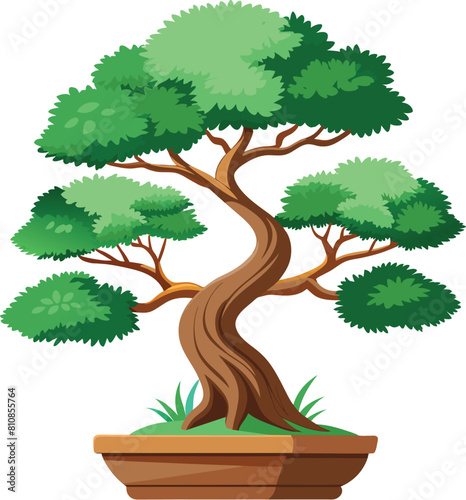 juniper bonsai tree vector illustration