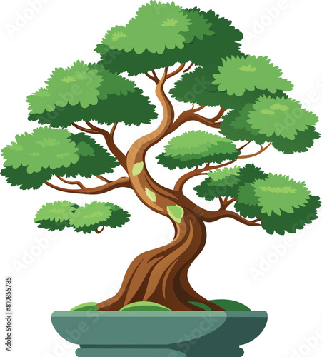 juniper bonsai tree vector illustration