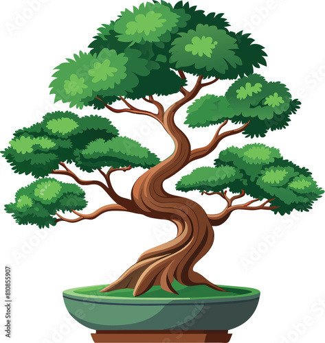 juniper bonsai tree vector illustration