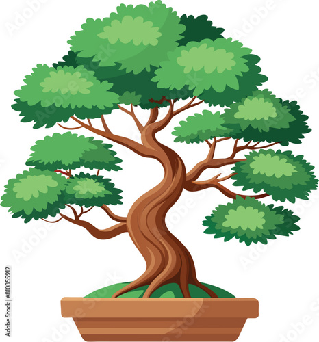 juniper bonsai tree vector illustration